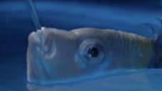 THE LITTLE MERMAID TV Spot Teases Ariel's New Song And Gives Us A First Look At Flounder