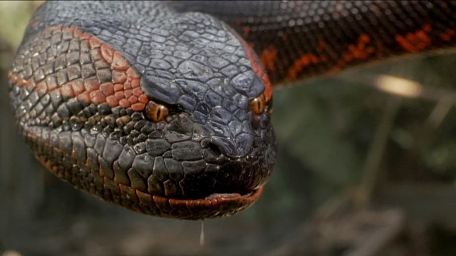 ANACONDA Returns: Jack Black & Paul Rudd Lead Franchise Reboot Hitting Theaters Christmas 2025